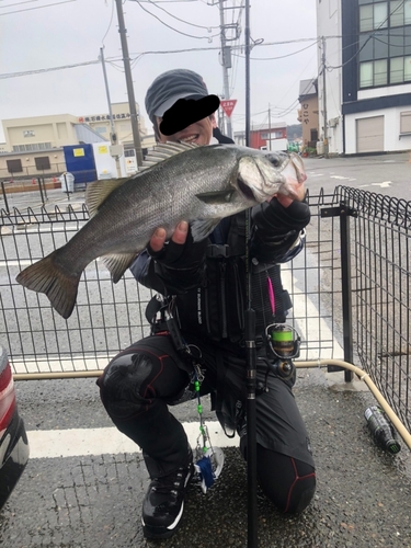 ヒラスズキの釣果