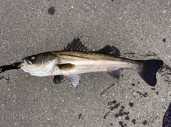 フッコ（マルスズキ）の釣果