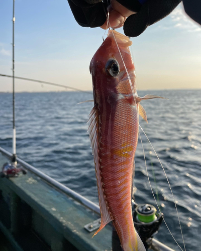 アマダイの釣果