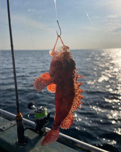 オニカサゴの釣果