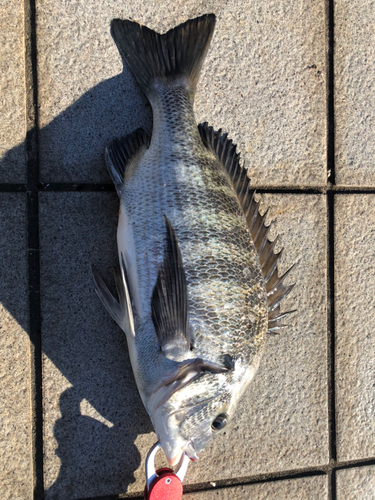 クロダイの釣果