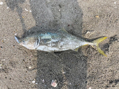 ヤズの釣果