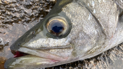 ヒラスズキの釣果