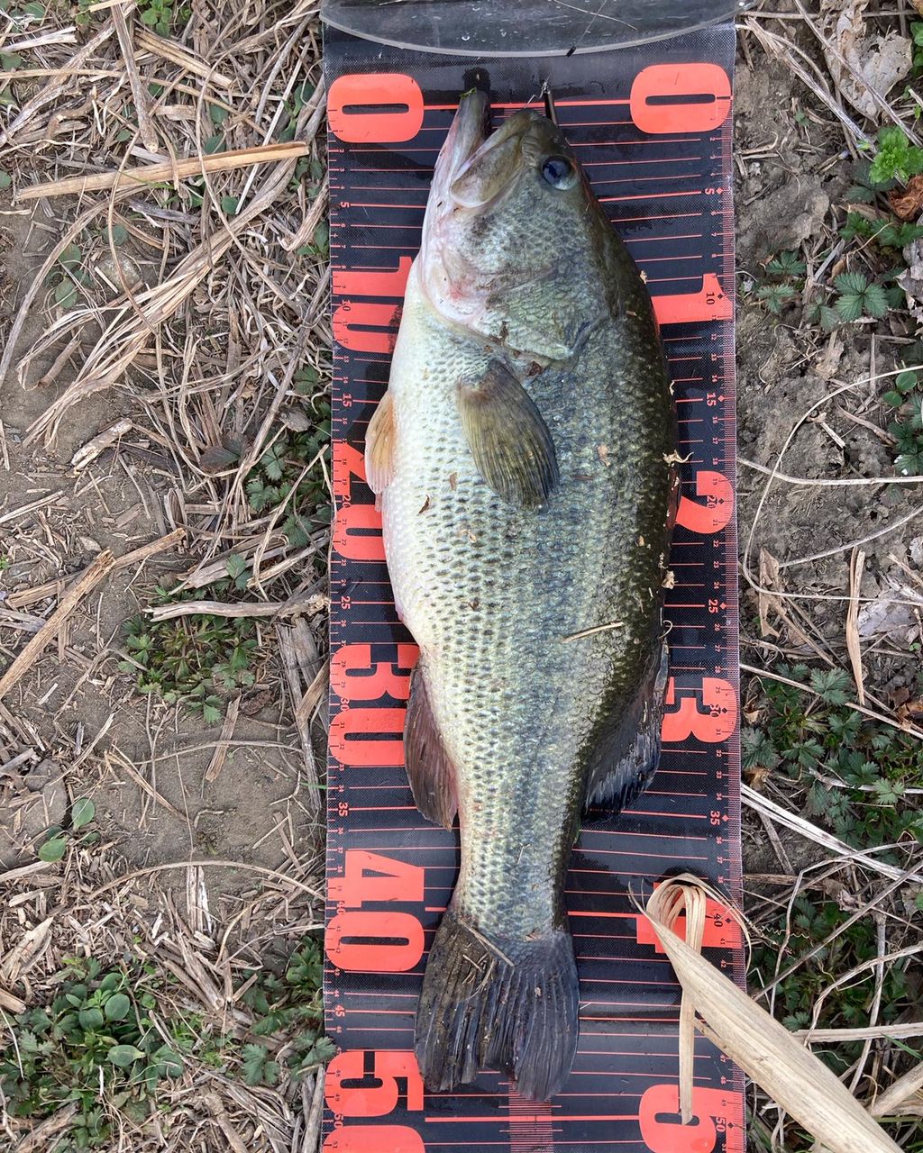 ラージマウスバス