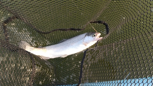 レインボートラウトの釣果