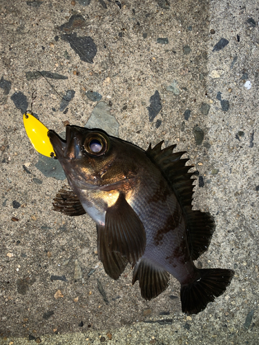 メバルの釣果