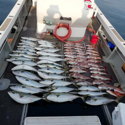 マダイの釣果