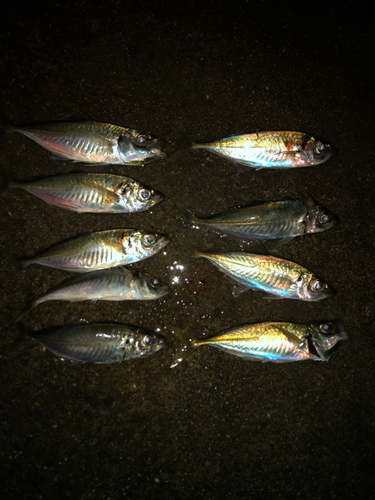 アジの釣果