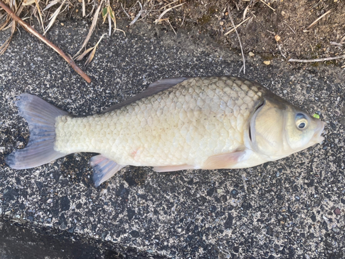 フナの釣果