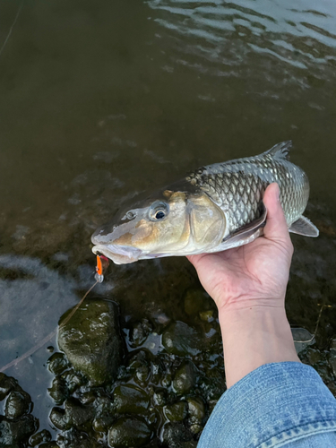 ニゴイの釣果