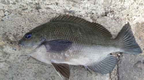 メジナの釣果