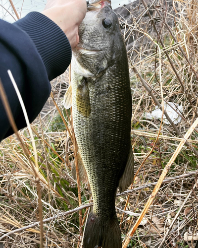 ラージマウスバスの釣果