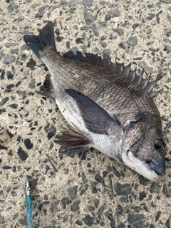 クロダイの釣果