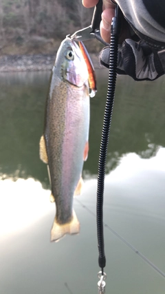 ニジマスの釣果