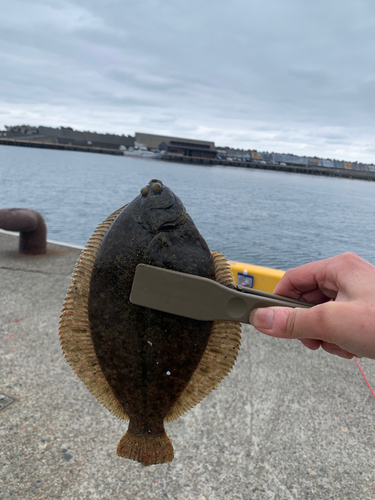 カレイの釣果