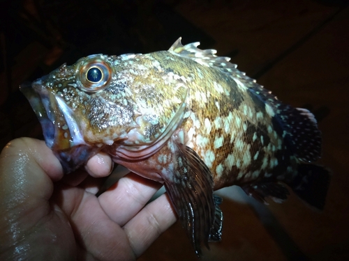 カサゴの釣果