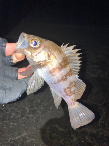 メバルの釣果