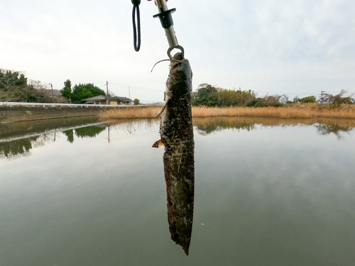 ナマズの釣果