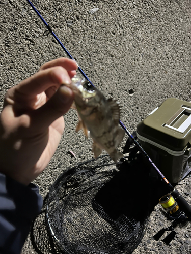 クロメバルの釣果