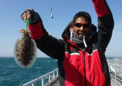 コウイカの釣果