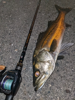 シーバスの釣果