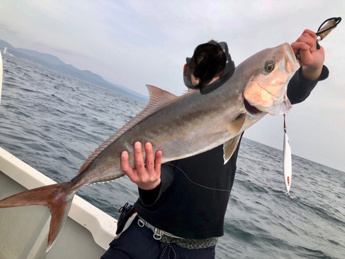 カンパチの釣果