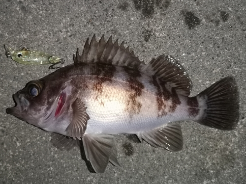 メバルの釣果