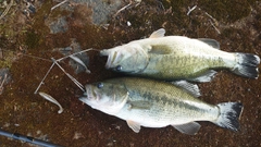 ブラックバスの釣果