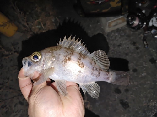 メバルの釣果