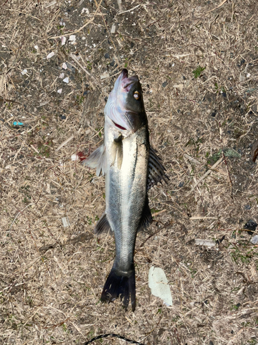 フッコ（マルスズキ）の釣果