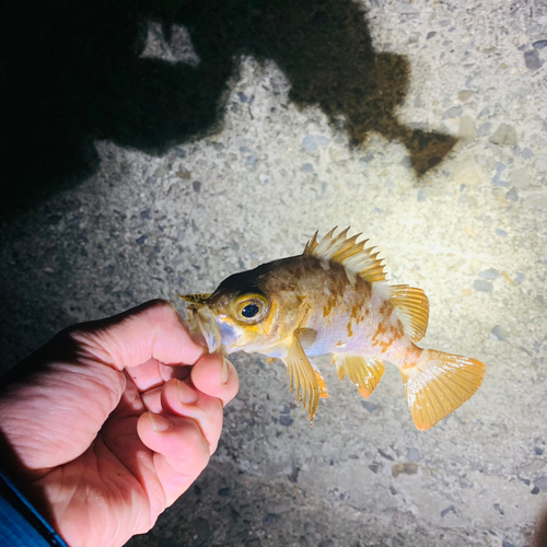 アカメバルの釣果