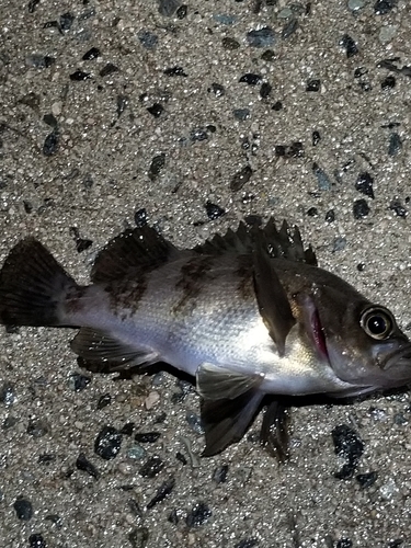 メバルの釣果