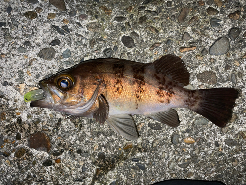 メバルの釣果