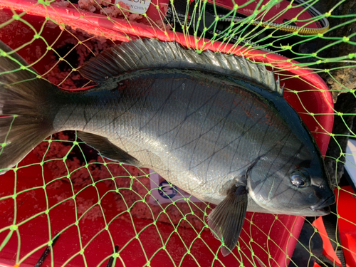 クロの釣果