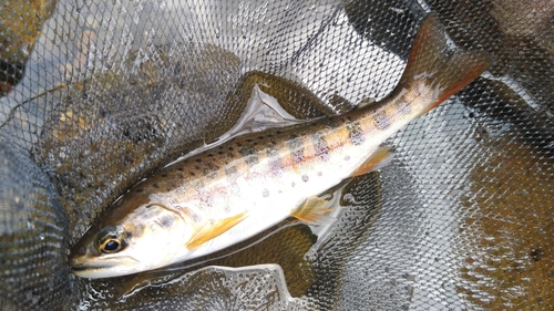 エノハの釣果