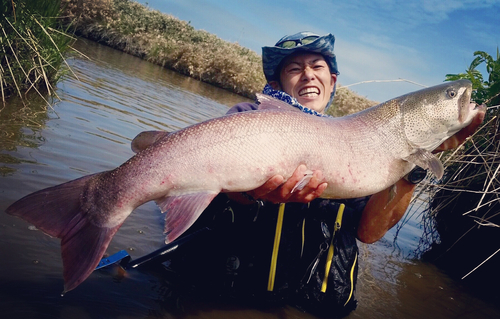 イトウの釣果