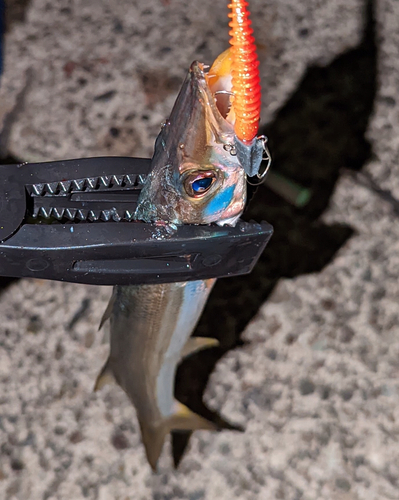 アカカマスの釣果