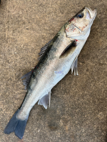 スズキの釣果