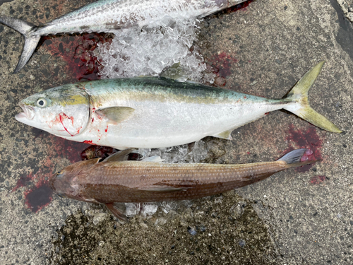 ハマチの釣果