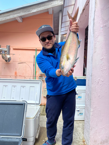 カンパチの釣果