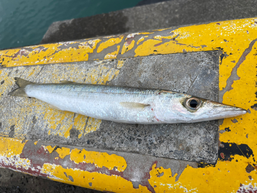 カマスの釣果