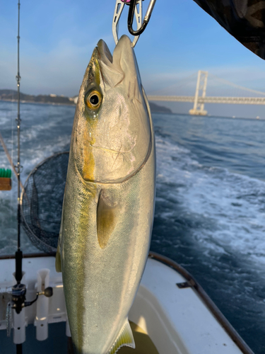 ハマチの釣果