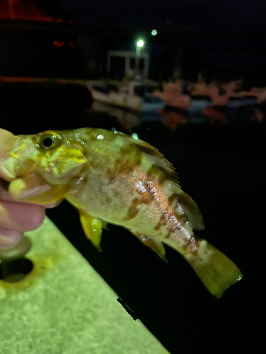 シロメバルの釣果