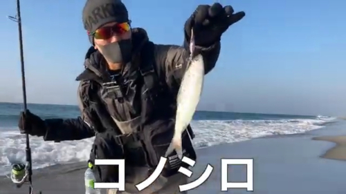 コノシロの釣果