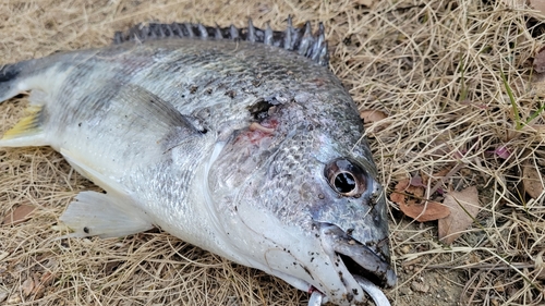 キビレの釣果