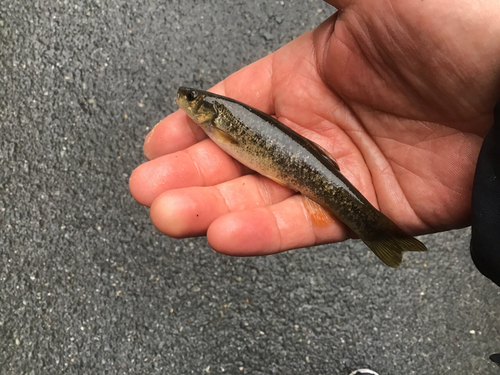 アブラハヤの釣果