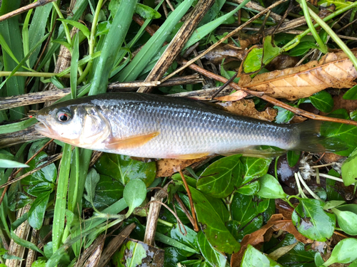 カワムツの釣果