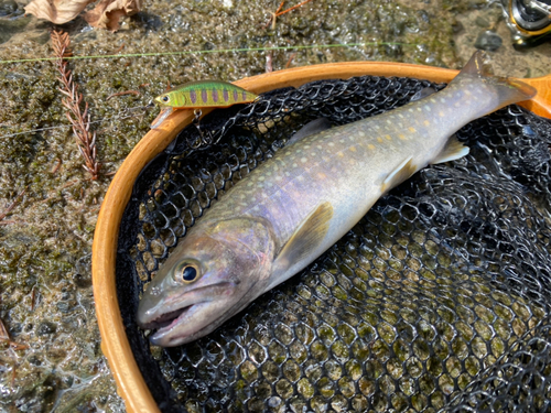 ニッコウイワナの釣果