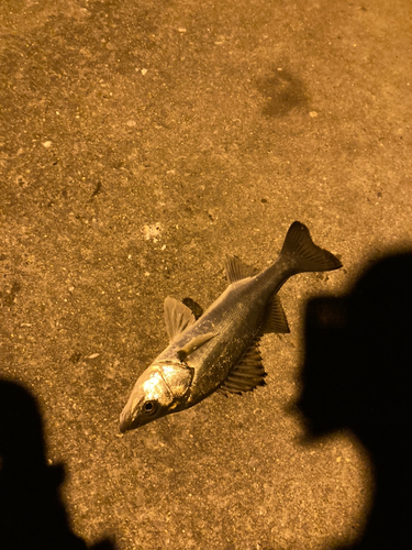 タケノコメバルの釣果