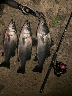 ヒラスズキの釣果